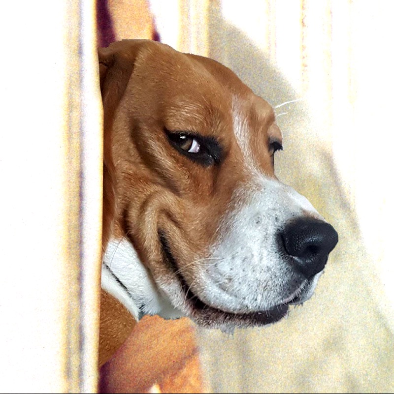 推荐一个推特的第三方客户端：spring for Twitt - 即刻App