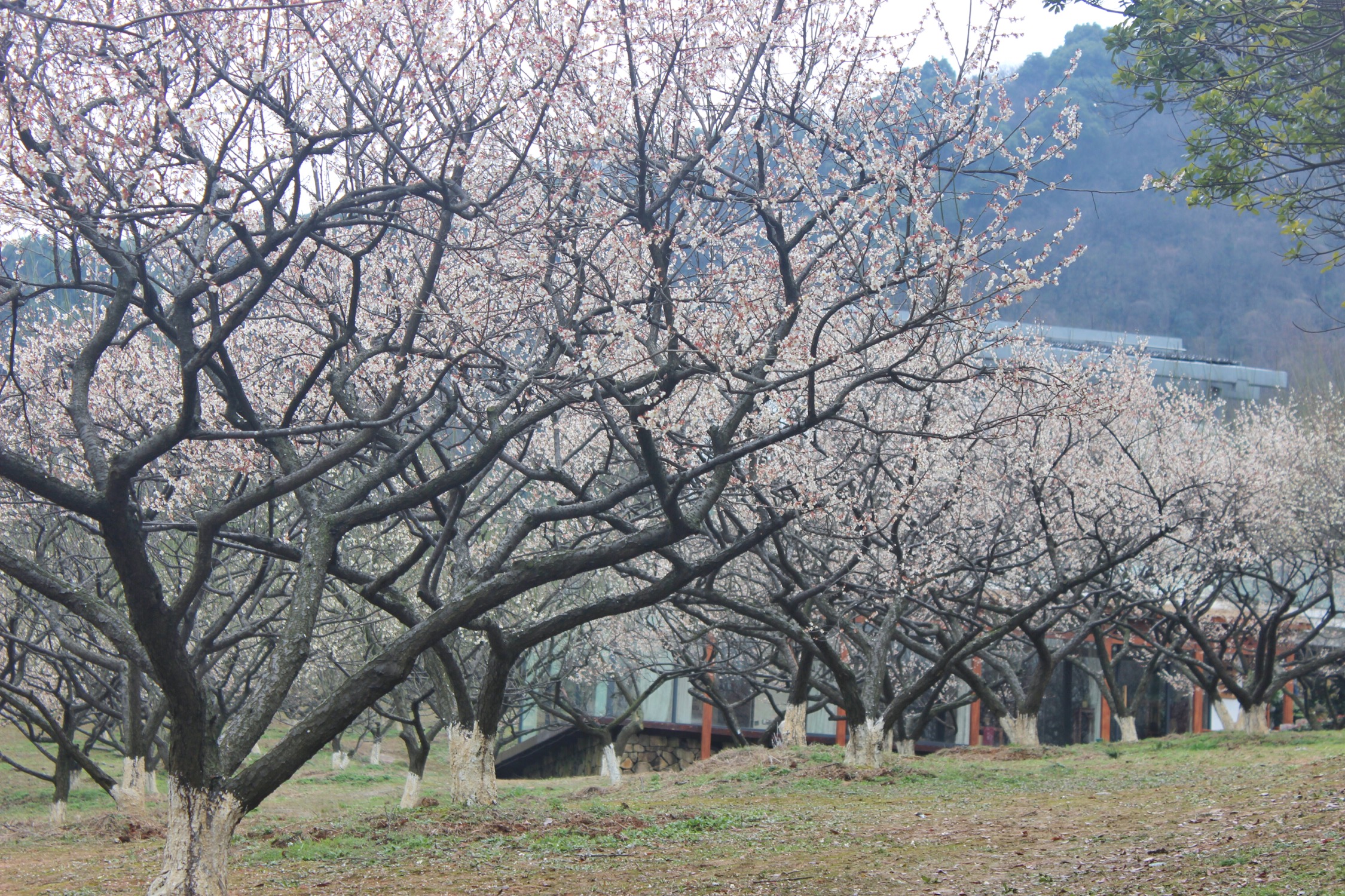 #超山赏梅 - 即刻app