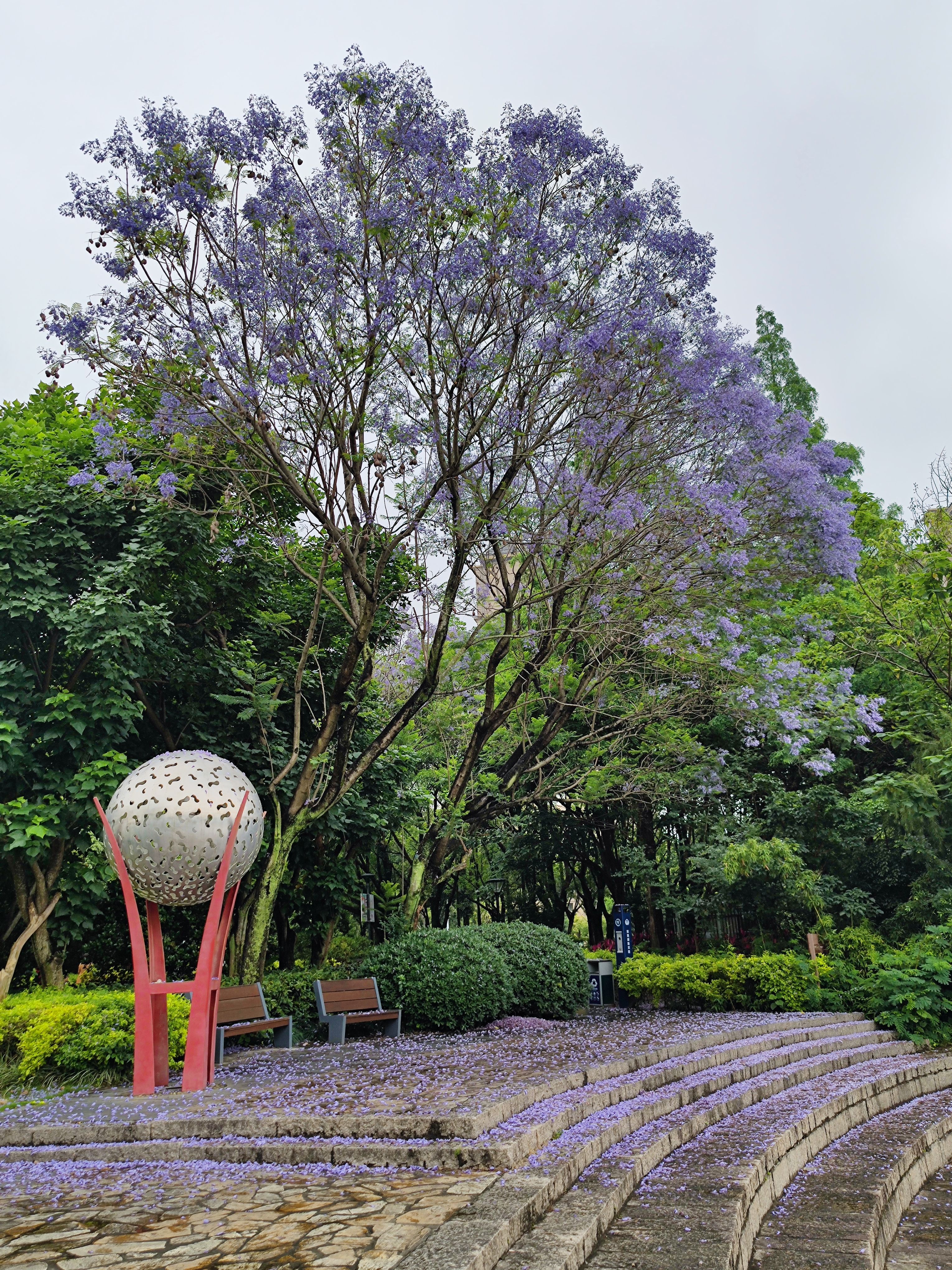 金山公园蓝花楹