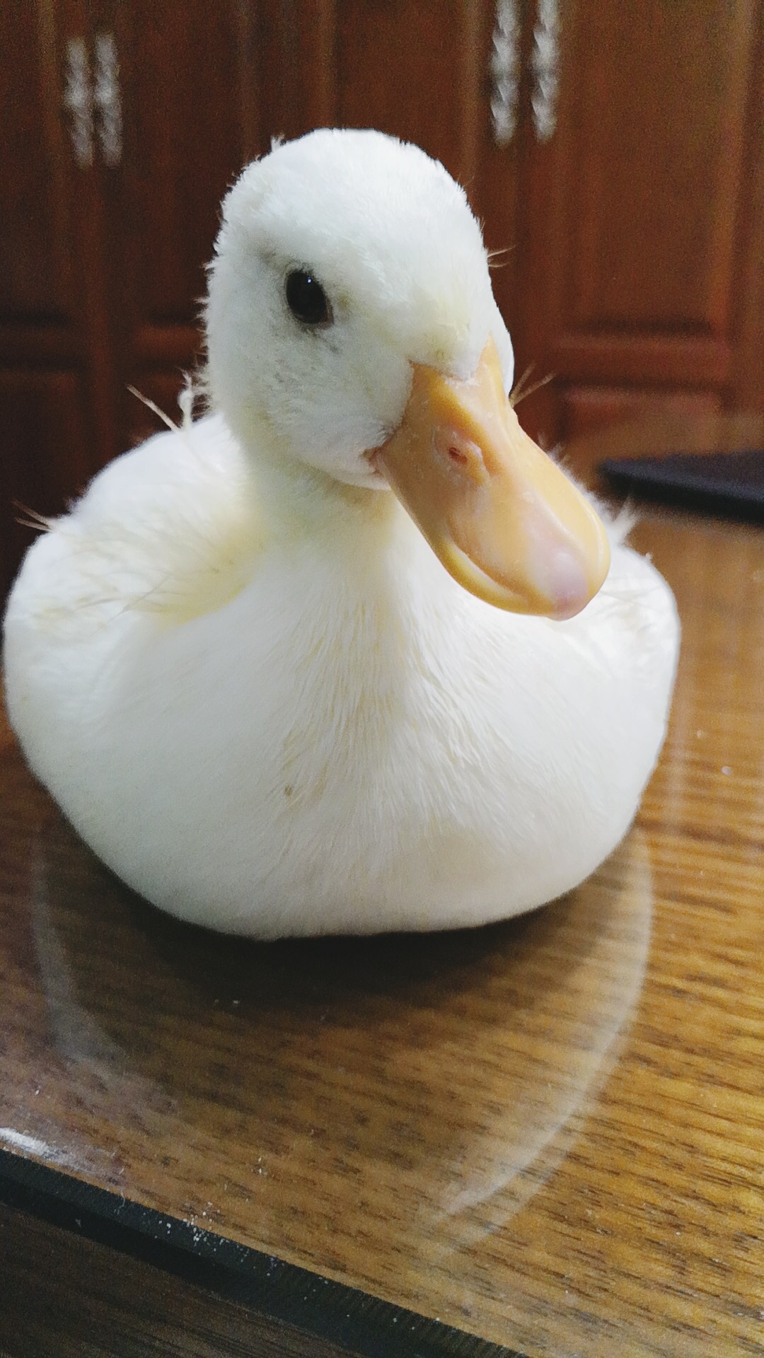 ω^btw,如果你们还惦记着鸭子,它已经快要从小黄鸭变成小白鸭了