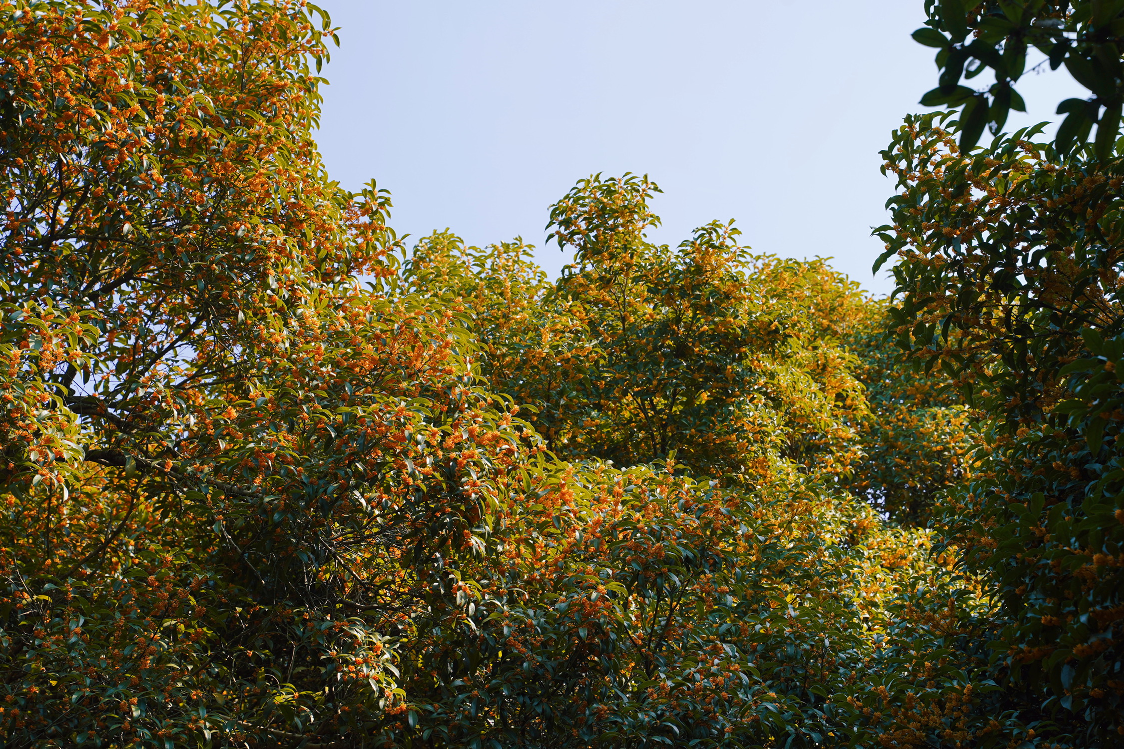 穿梭在桂树林里,天 - 即刻app