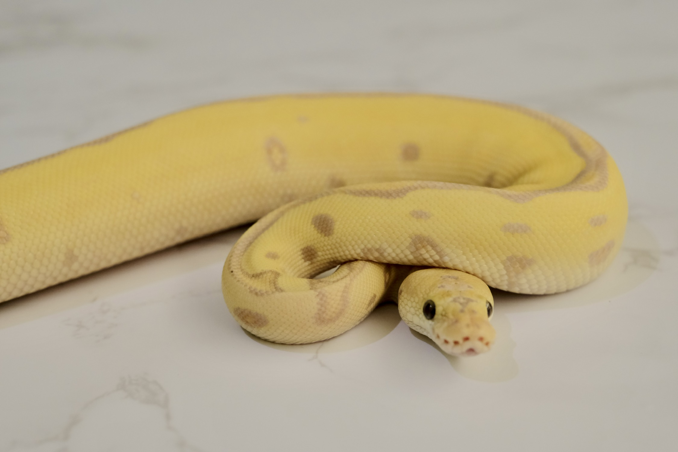 给我个惊喜吧069069♂1593基因是香蕉淡彩豹纹小丑maker,就