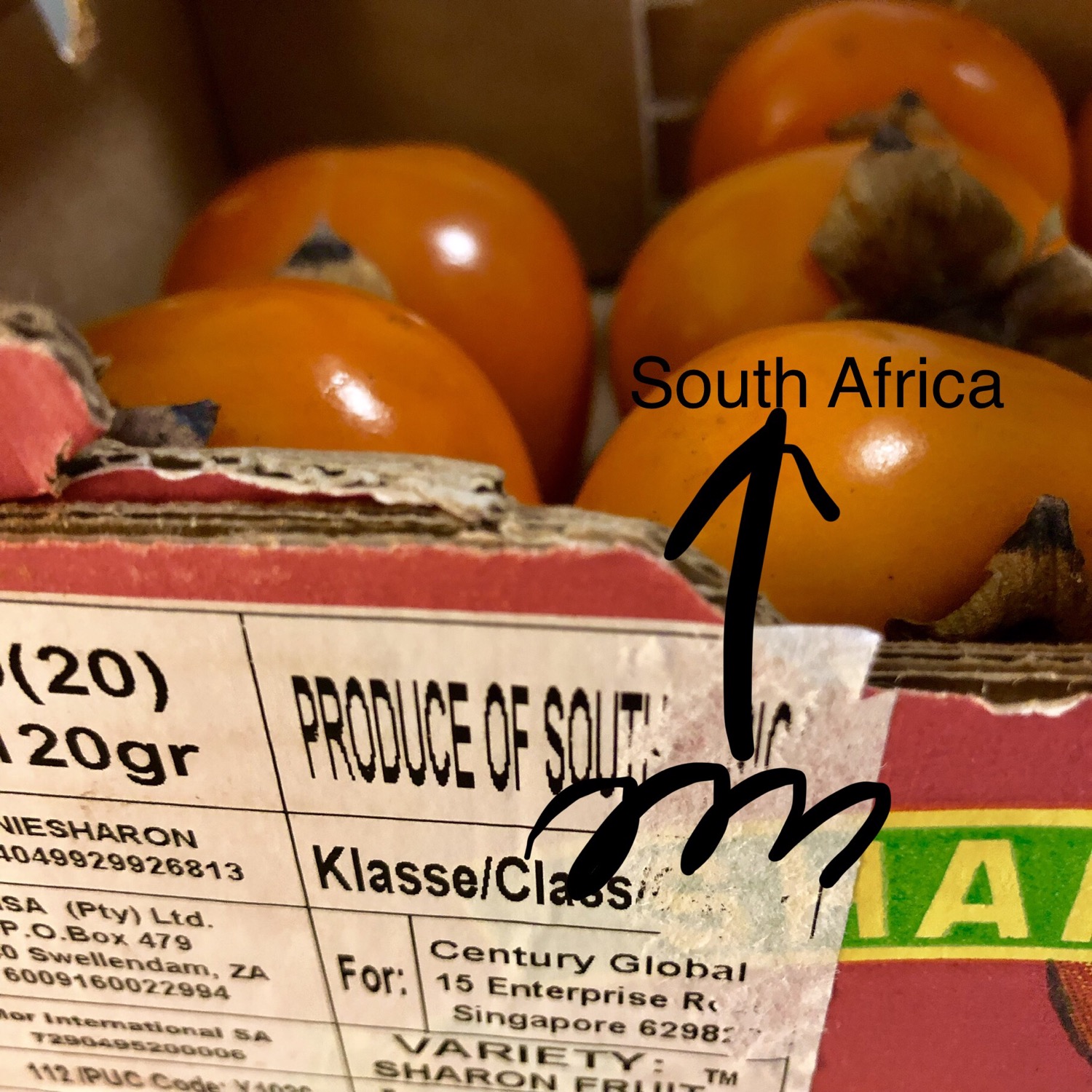 分享新吃到的南非柿子，刚上市的时候很硬以为是脆柿，最近发觉熟- 即刻App