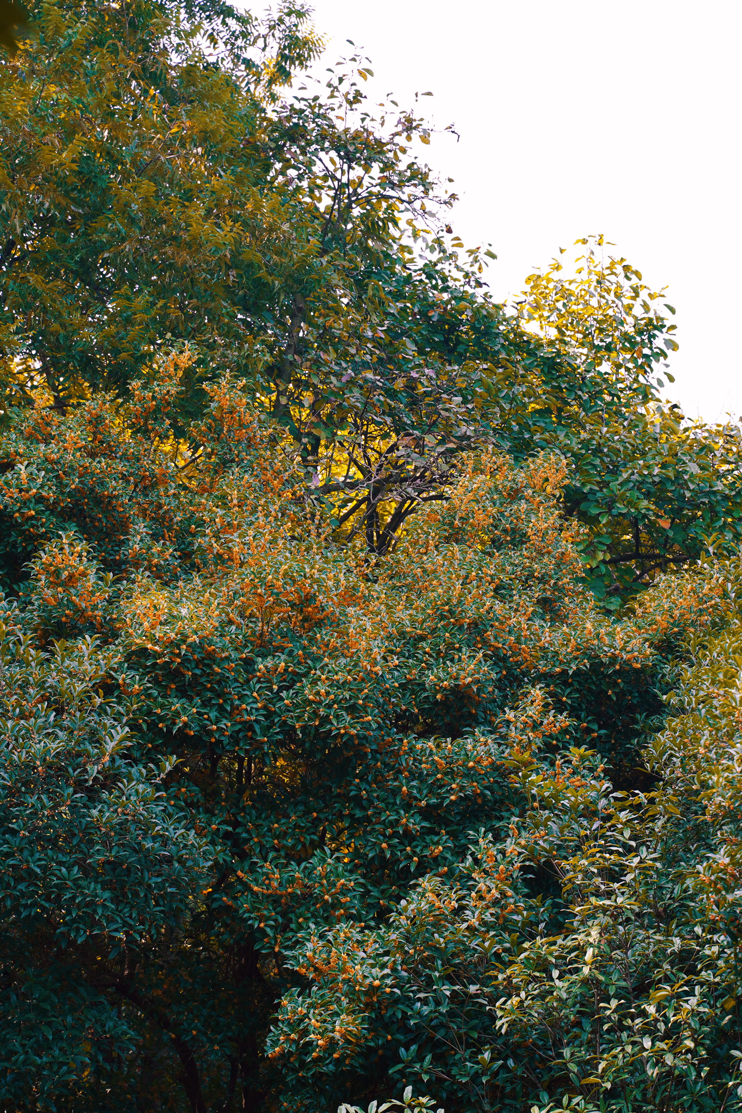 穿梭在桂树林里,天 - 即刻app